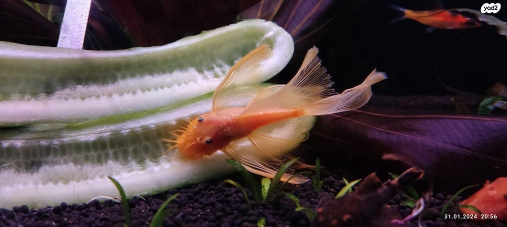 תמונת מודעה - חיות מחמד