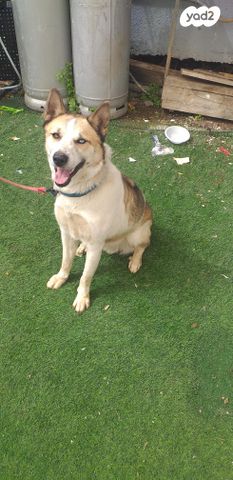 תמונת מודעה - חיות מחמד