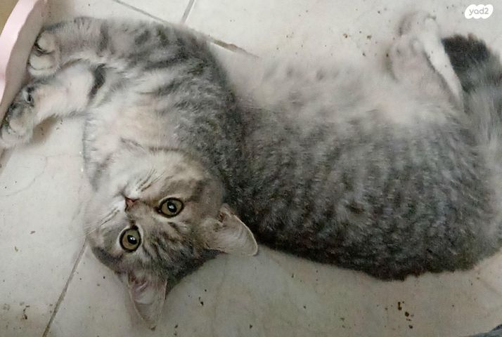 תמונת מודעה - חיות מחמד