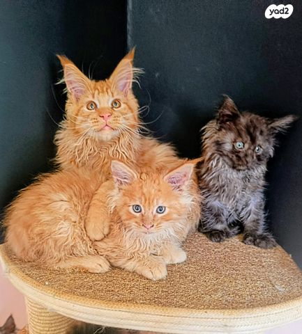 תמונת מודעה - חיות מחמד