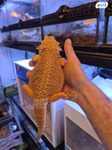 תמונת מודעה - חיות מחמד