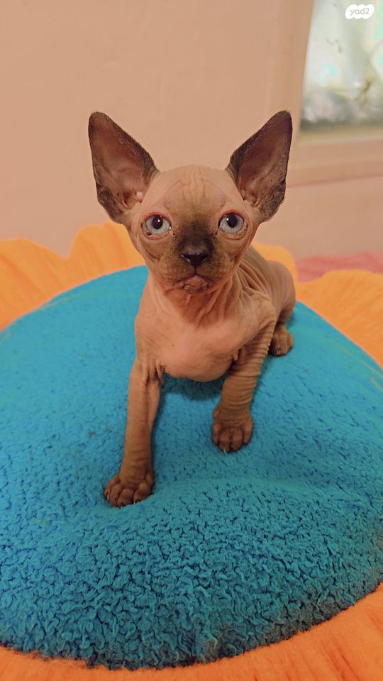 תמונת מודעה - חיות מחמד