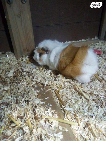 תמונת מודעה - חיות מחמד