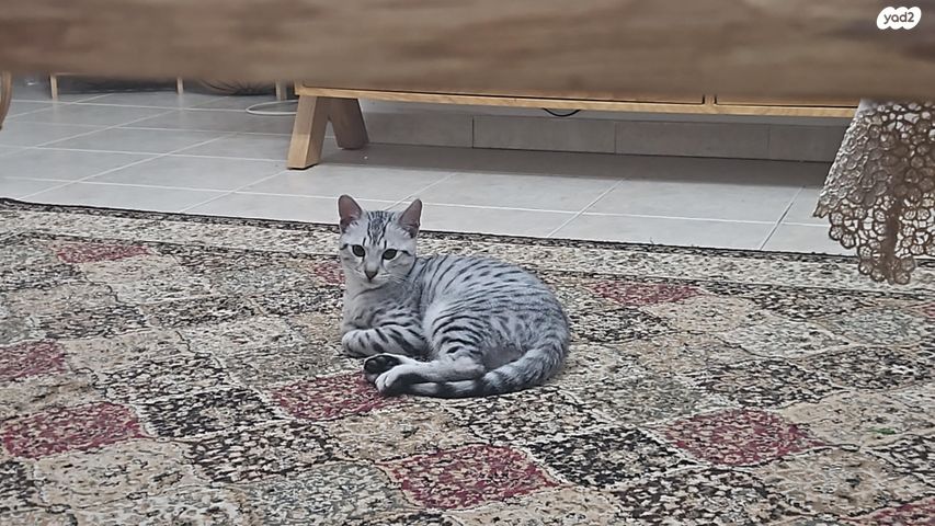 תמונת מודעה - חיות מחמד