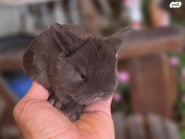 תמונת מודעה - חיות מחמד