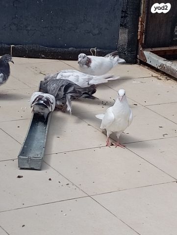 תמונת מודעה - חיות מחמד