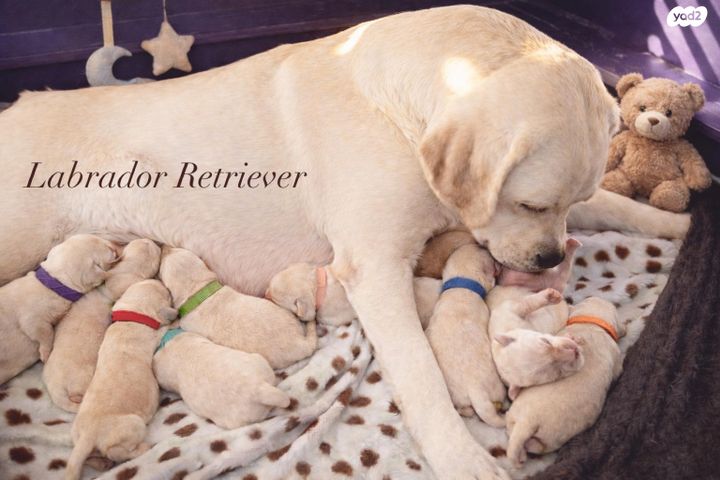 תמונת מודעה - חיות מחמד