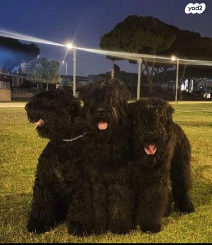 תמונת מודעה - חיות מחמד