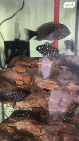 תמונת מודעה - חיות מחמד