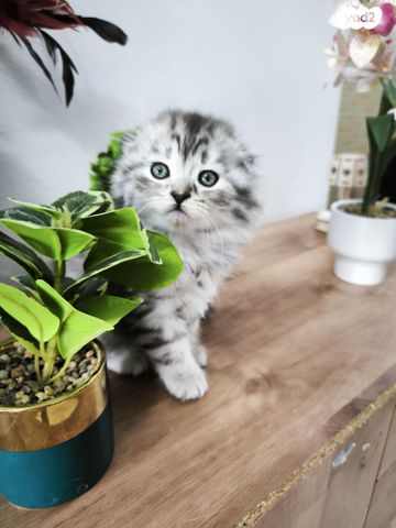 תמונת מודעה - חיות מחמד