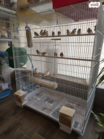 תמונת מודעה - חיות מחמד