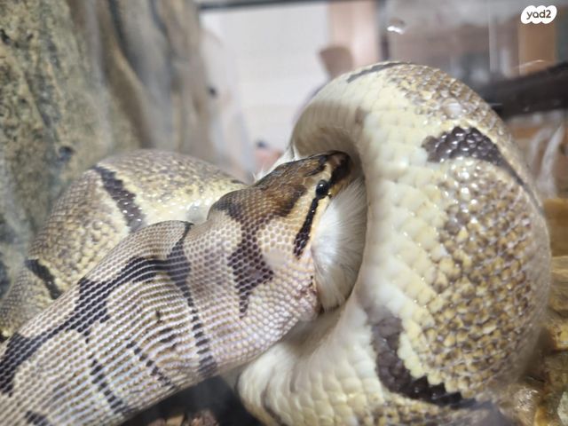 תמונת מודעה - חיות מחמד