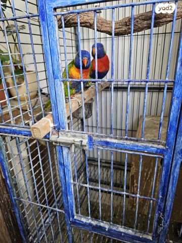 תמונת מודעה - חיות מחמד