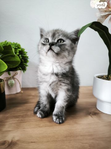 תמונת מודעה - חיות מחמד