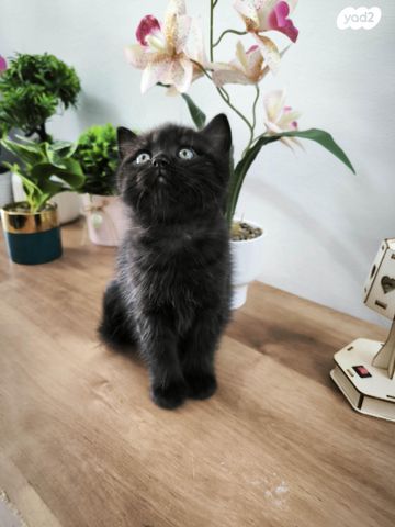 תמונת מודעה - חיות מחמד