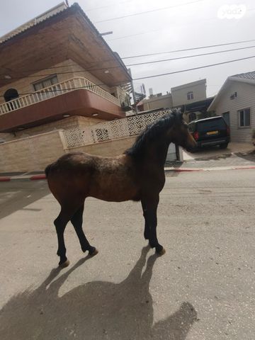 תמונת מודעה - חיות מחמד