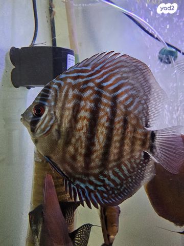 תמונת מודעה - חיות מחמד