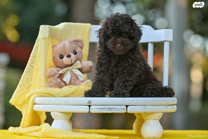 תמונת מודעה - חיות מחמד