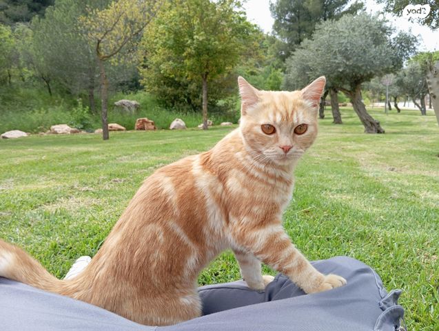 תמונת מודעה - חיות מחמד