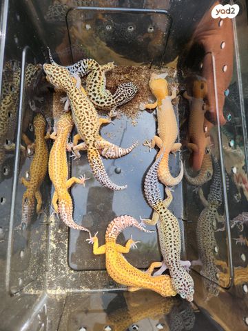 תמונת מודעה - חיות מחמד