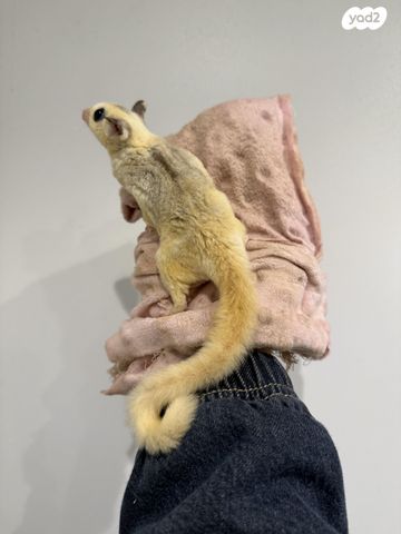 תמונת מודעה - חיות מחמד