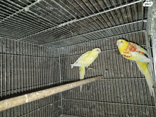 תמונת מודעה - חיות מחמד