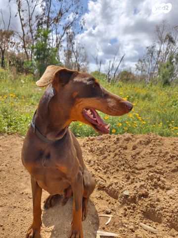תמונת מודעה - חיות מחמד