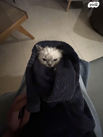 תמונת מודעה - חיות מחמד