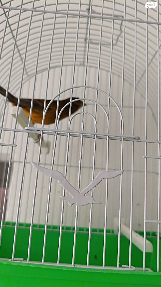 תמונת מודעה - חיות מחמד