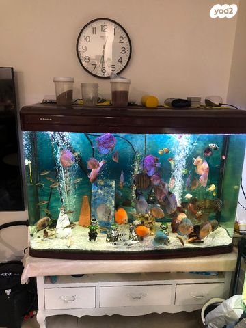 תמונת מודעה - חיות מחמד