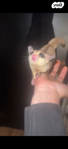 תמונת מודעה - חיות מחמד