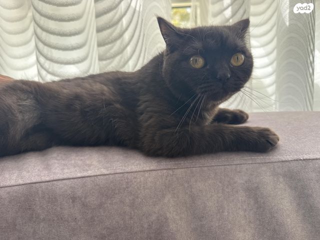 תמונת מודעה - חיות מחמד