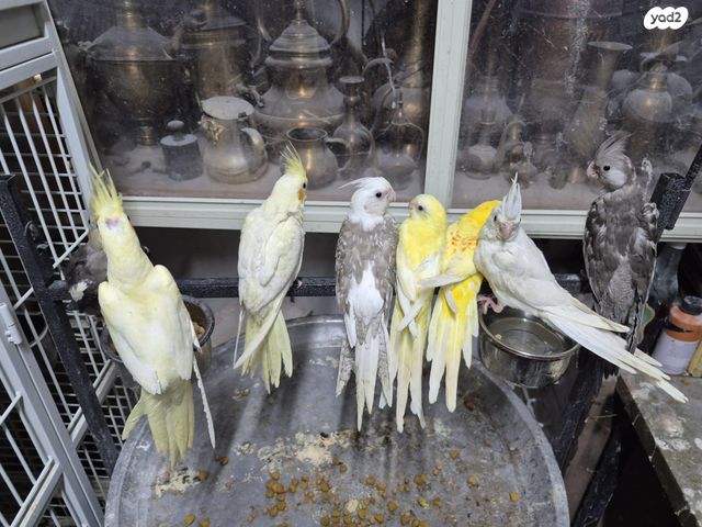 תמונת מודעה - חיות מחמד