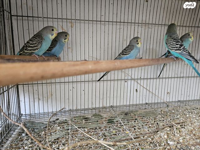 תמונת מודעה - חיות מחמד