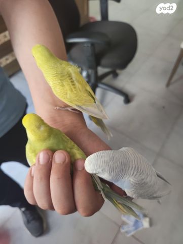 תמונת מודעה - חיות מחמד