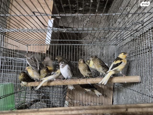 תמונת מודעה - חיות מחמד