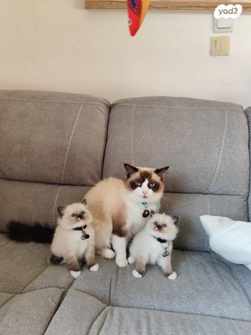 תמונת מודעה - חיות מחמד