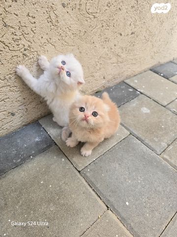 תמונת מודעה - חיות מחמד