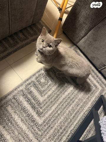 תמונת מודעה - חיות מחמד