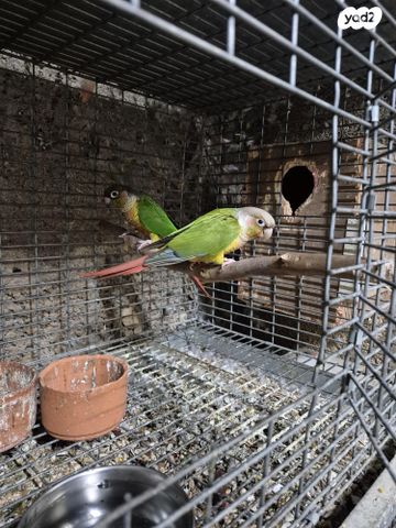 תמונת מודעה - חיות מחמד