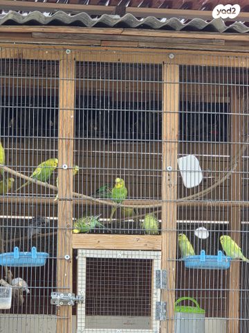 תמונת מודעה - חיות מחמד