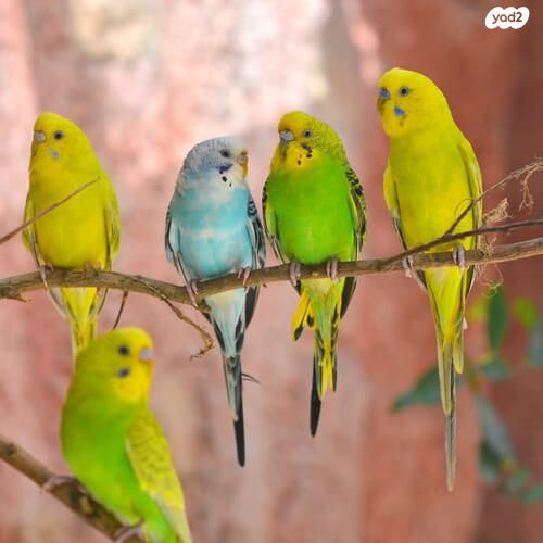 תמונת מודעה - חיות מחמד