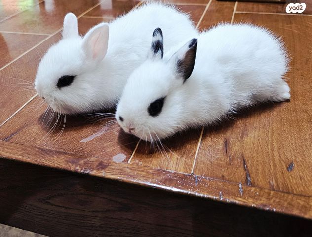 תמונת מודעה - חיות מחמד