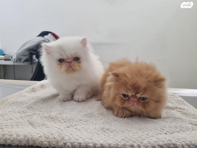 תמונת מודעה - חיות מחמד