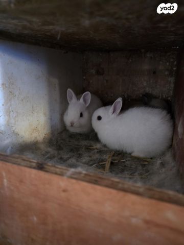 תמונת מודעה - חיות מחמד