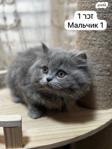 תמונת מודעה - חיות מחמד