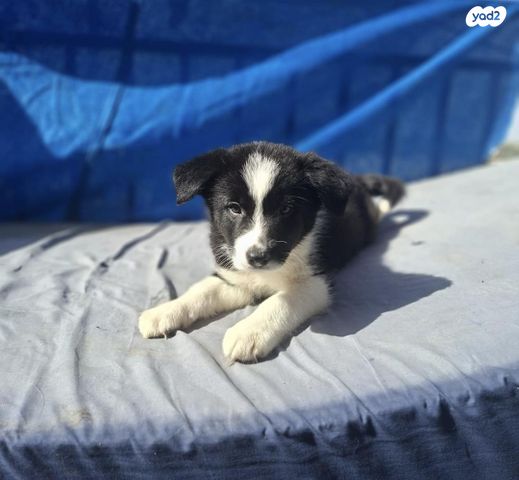 תמונת מודעה - חיות מחמד