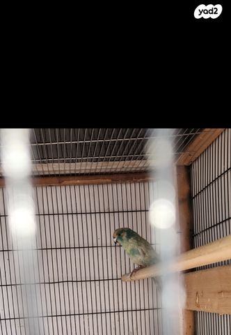 תמונת מודעה - חיות מחמד