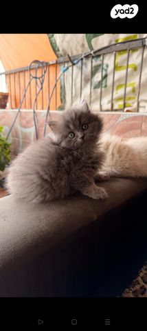 תמונת מודעה - חיות מחמד