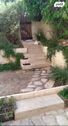 דוד שמעוני 26